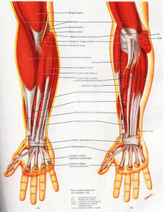 Elbow Muscle Group picture used from 'Principles of Anatomy and Physiology' - Sixth Edition. By G.J. Tortora and N.P. Anagnostakos. Published by Harper & Row - 1990