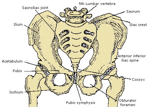 Pelvic Girdle Bone Markings
