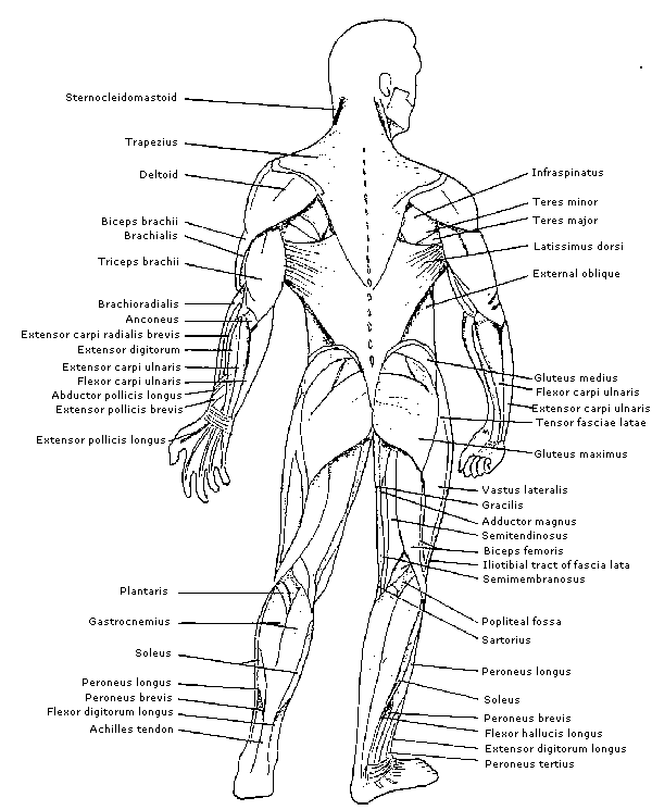 Labeled Muscles In The Body Diagram Black And White Muscular System Images